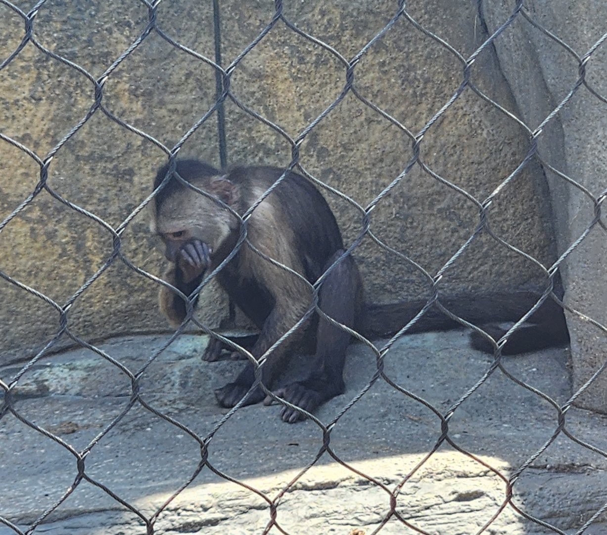 Wild Animal Park (NY) - Weeper Capuchin (?)