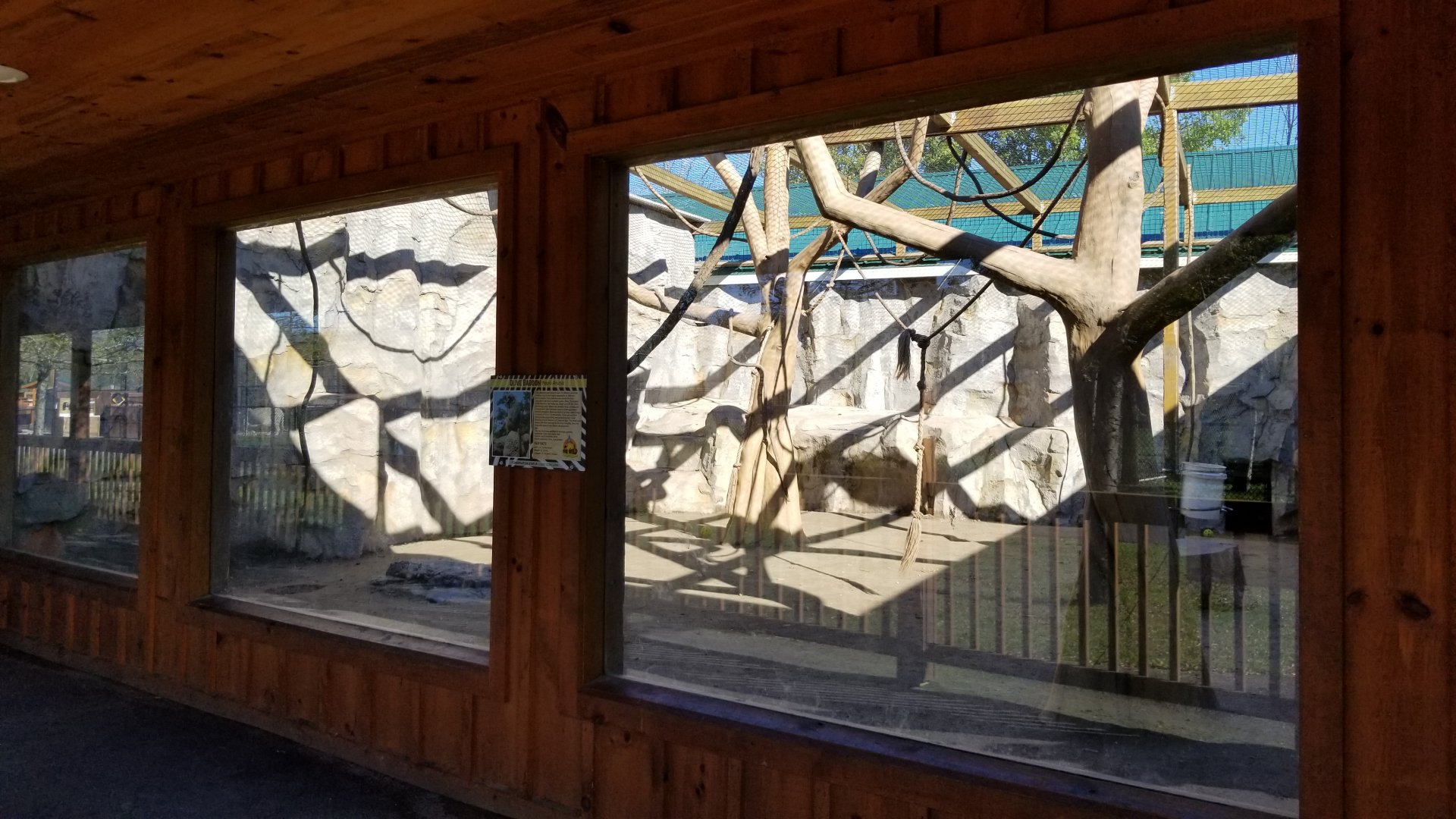 Wild Animal Park - Olive baboons