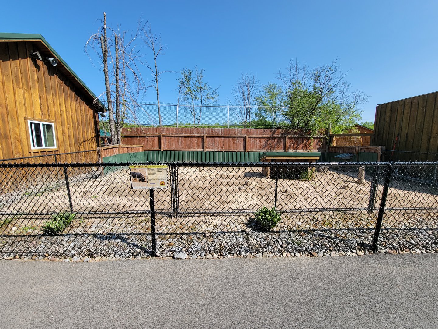 Wild Animal Park - Pot-bellied pig yard