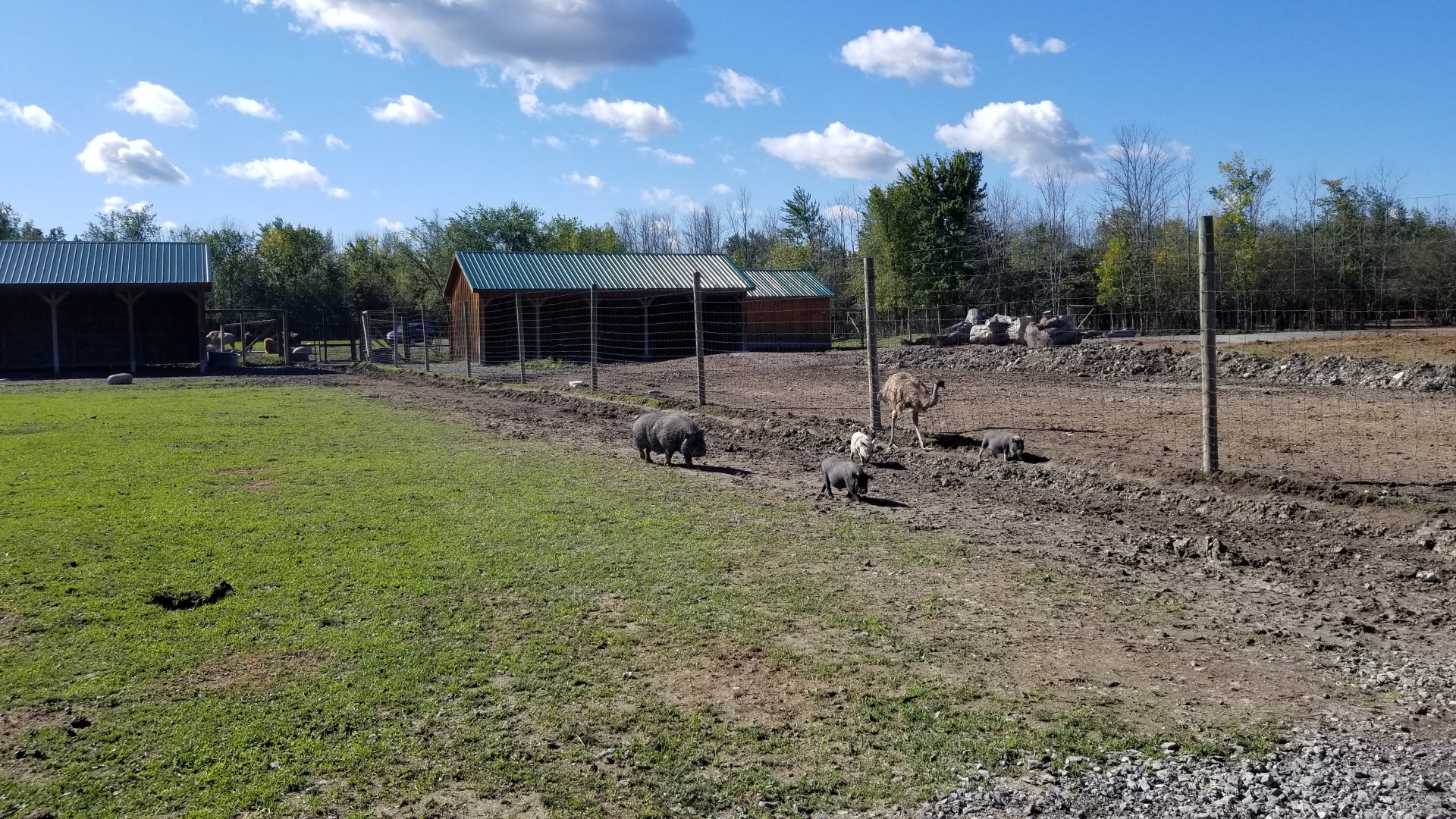 Wild Animal Park - Potbelly pig and piglets