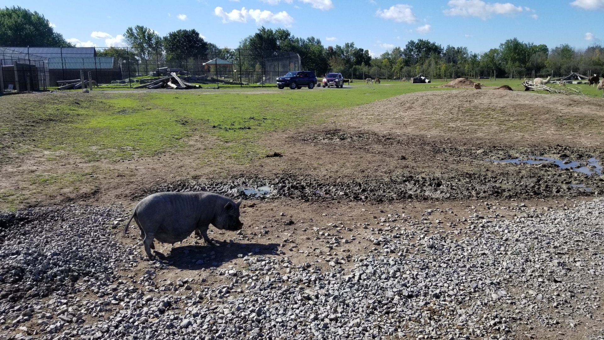 Wild Animal Park - Potbelly pig at entrance