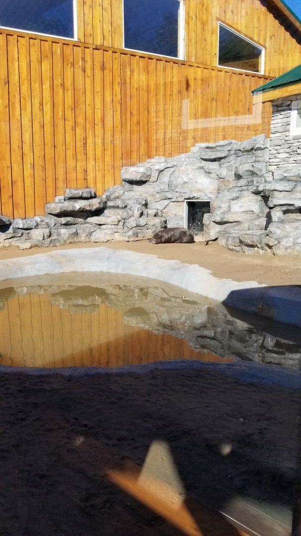Wild Animal Park - Pygmy hippo