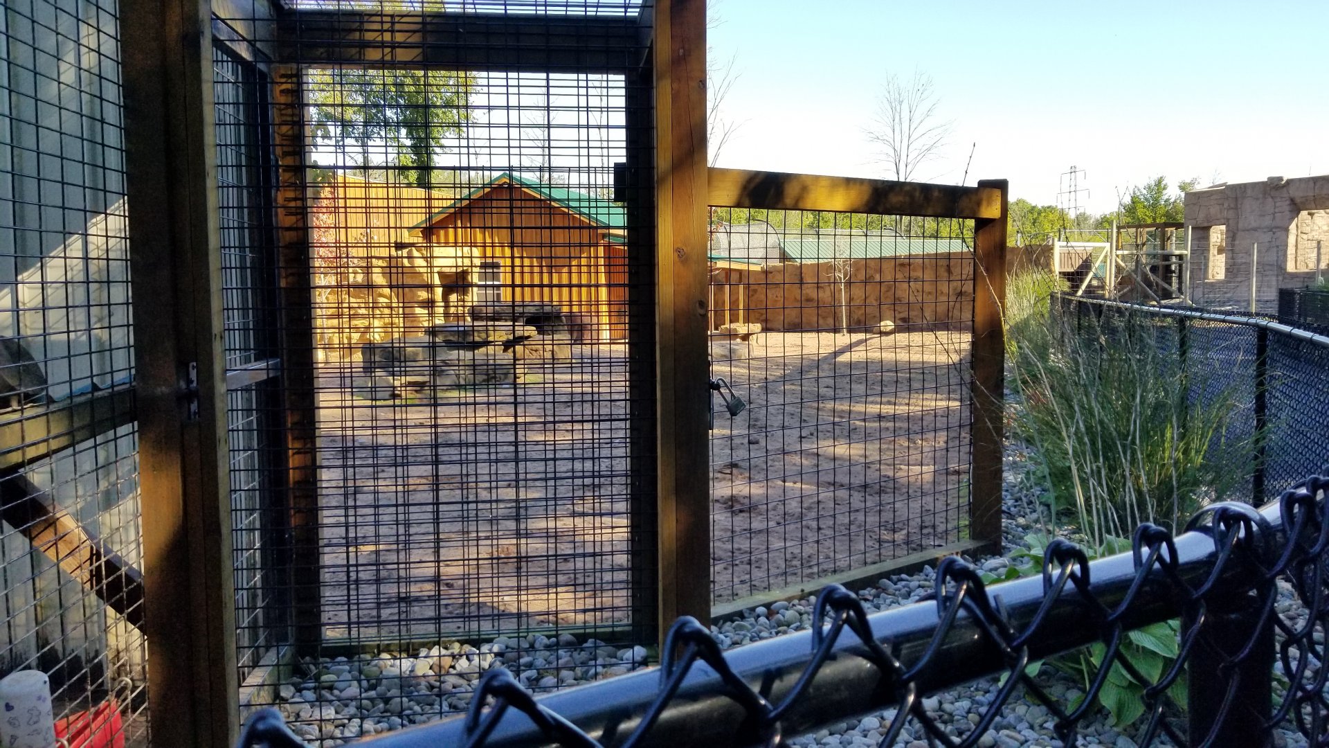 Wild Animal Park - Red kangaroos