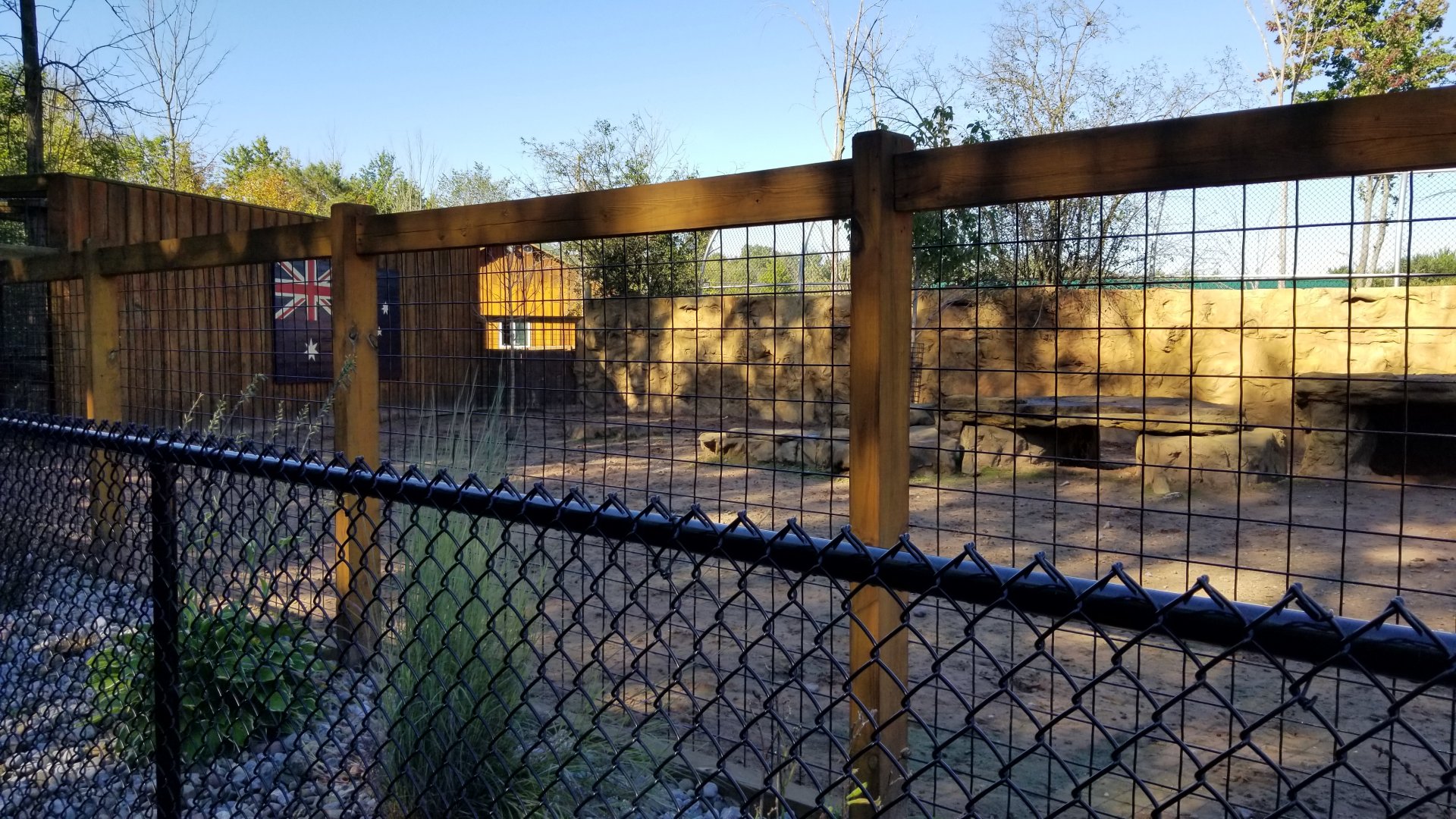 Wild Animal Park - Red kangaroos