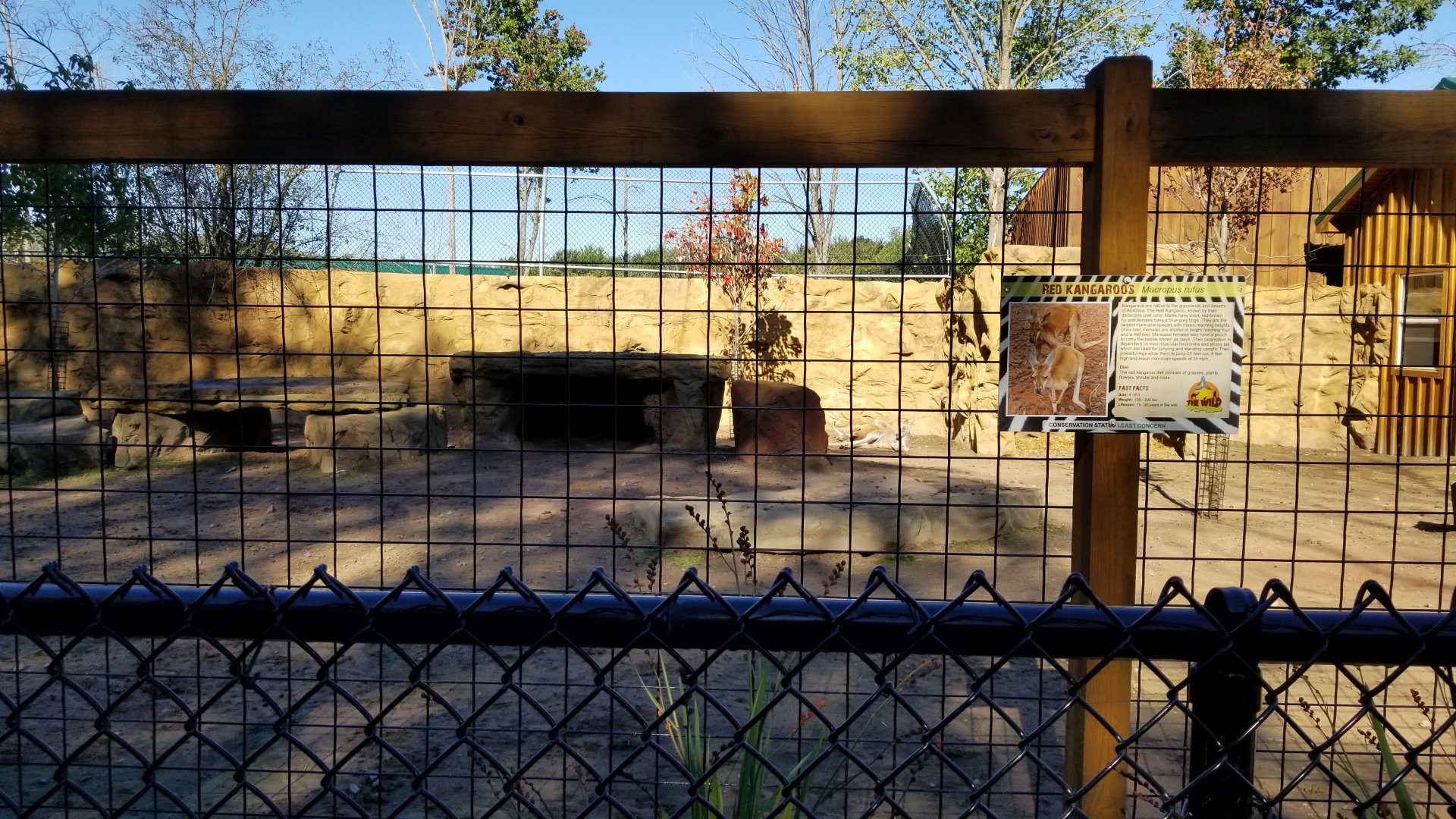 Wild Animal Park - Red kangaroos
