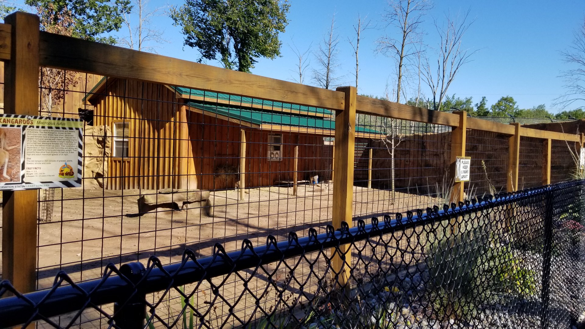 Wild Animal Park - Red kangaroos