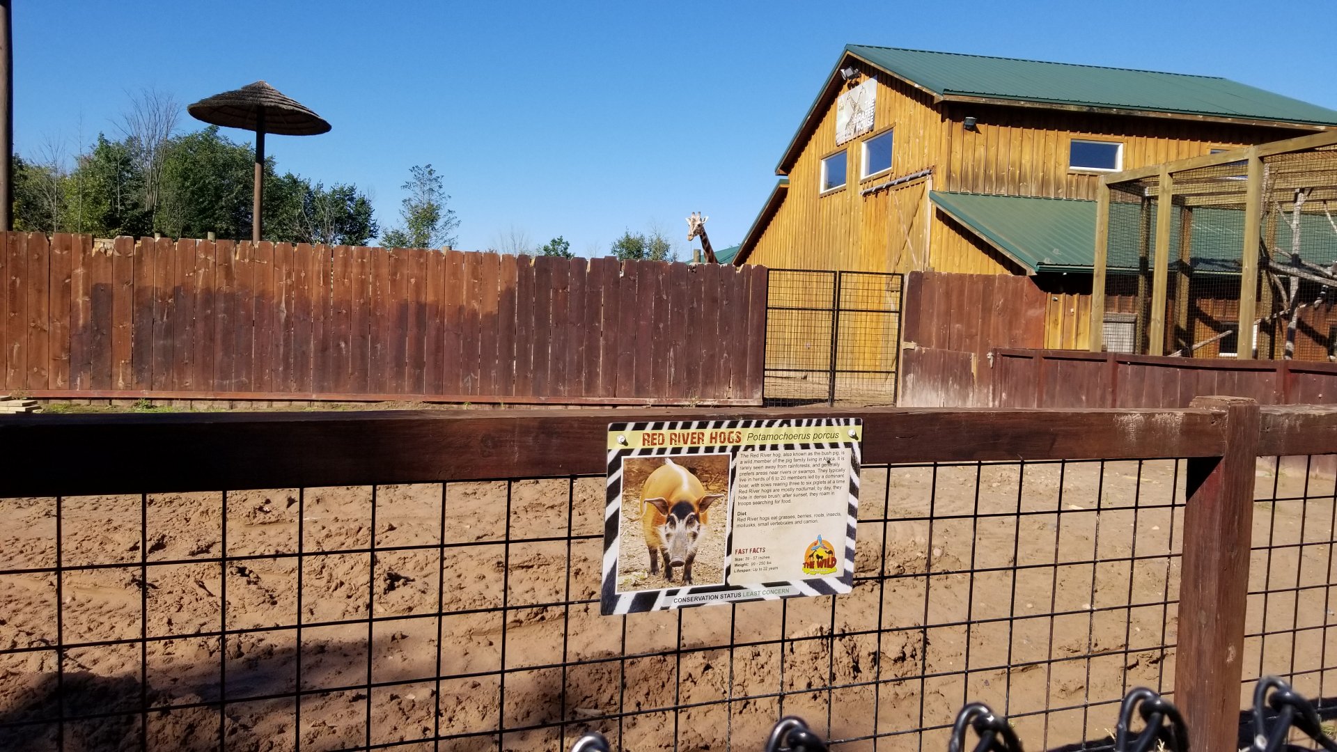 Wild Animal Park - Red river hogs (empty), giraffes