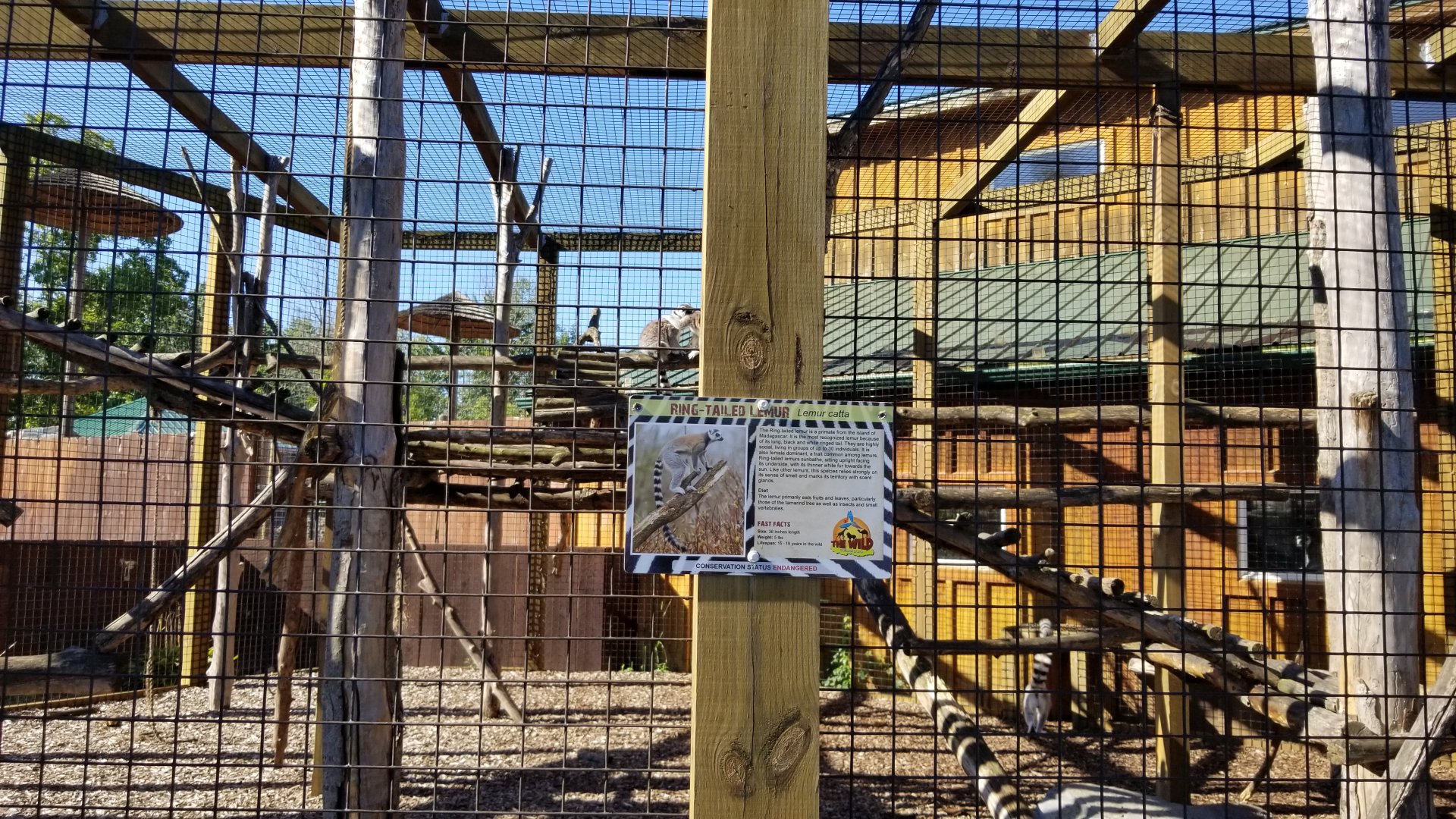 Wild Animal Park - Ring-tailed lemurs