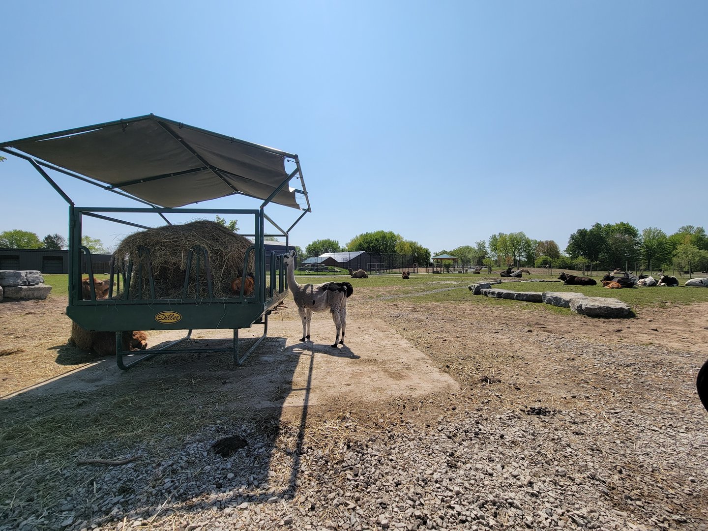 Wild Animal Park Safari - Domestics