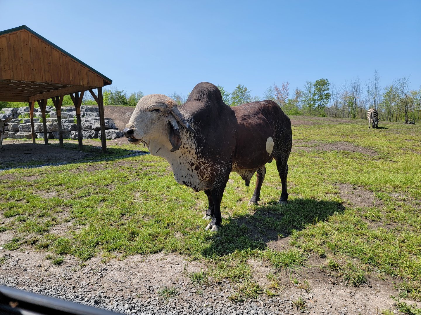 Wild Animal Park Safari - Massive zebu