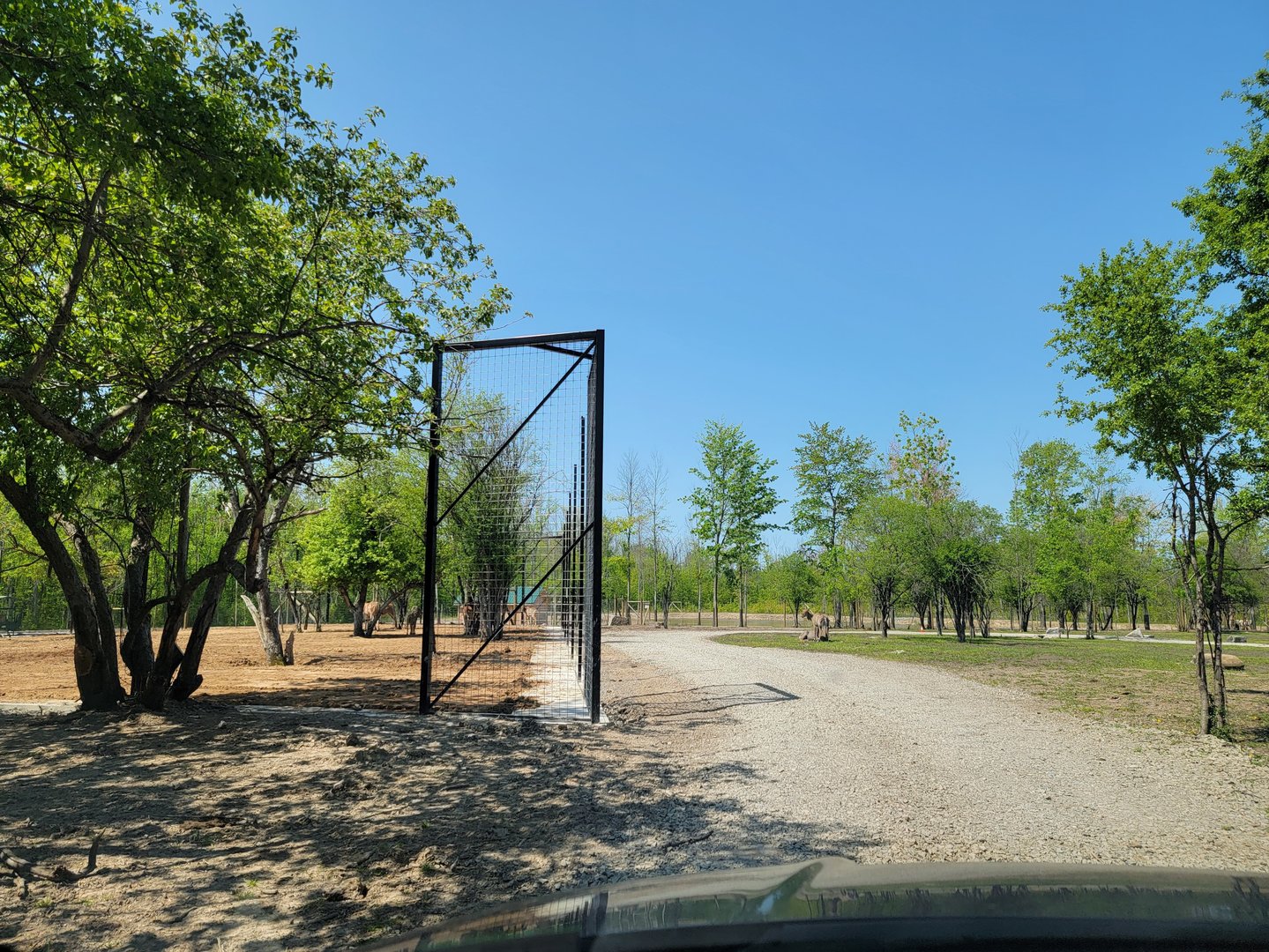 Wild Animal Park Safari - New partially fenced area?