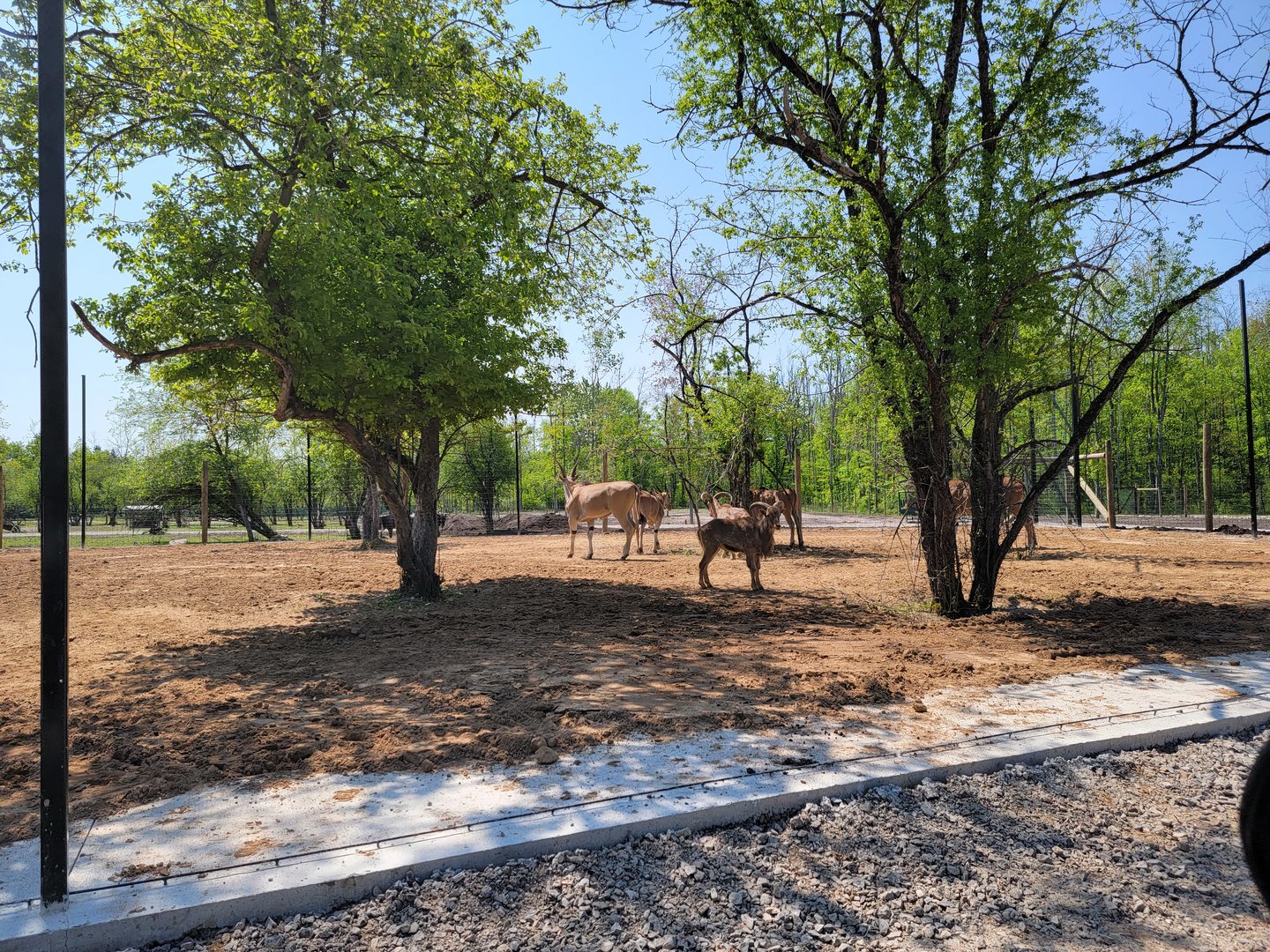 Wild Animal Park Safari - New partially fenced area?