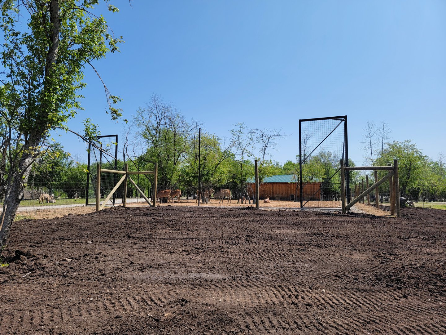 Wild Animal Park Safari - New partially fenced area?