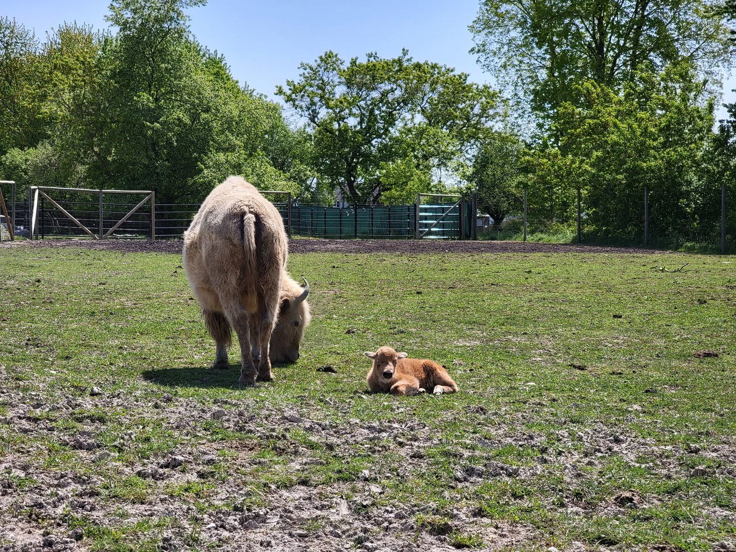 Wild Animal Park Safari - Newborn white bison