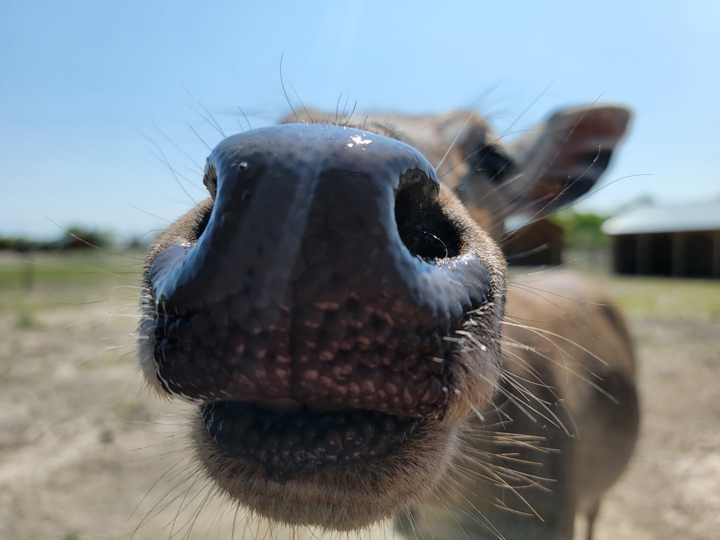 Wild Animal Park Safari - Nilgai boop :)