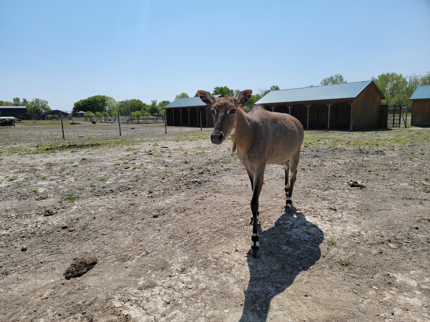 Wild Animal Park Safari - Nilgai