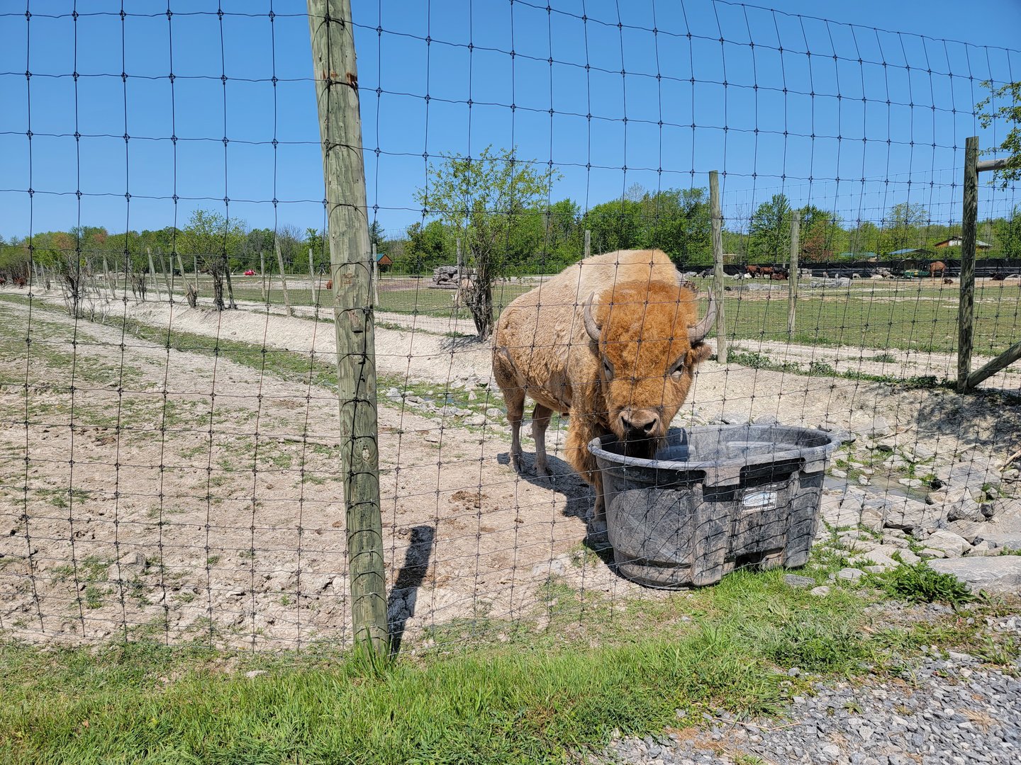 Wild Animal Park Safari - White bison male