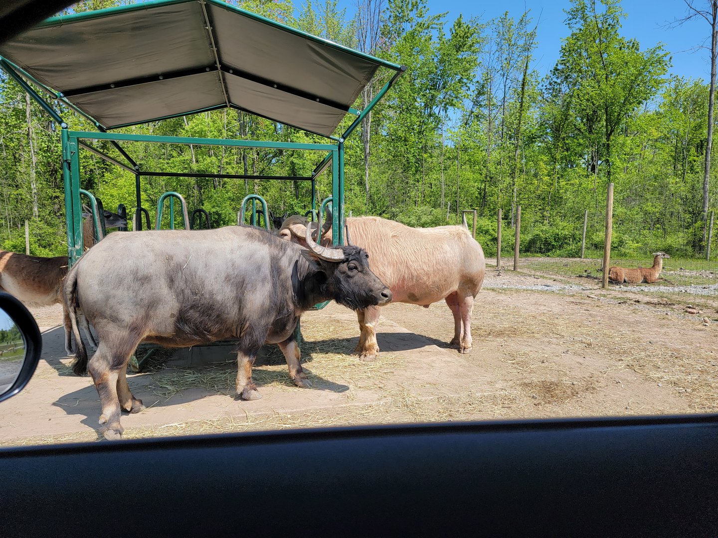 Wild Animal Park Safari - White water buffalo