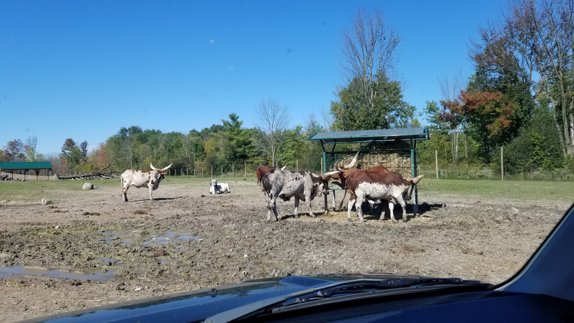 Wild Animal Park - Several breeds of cattle