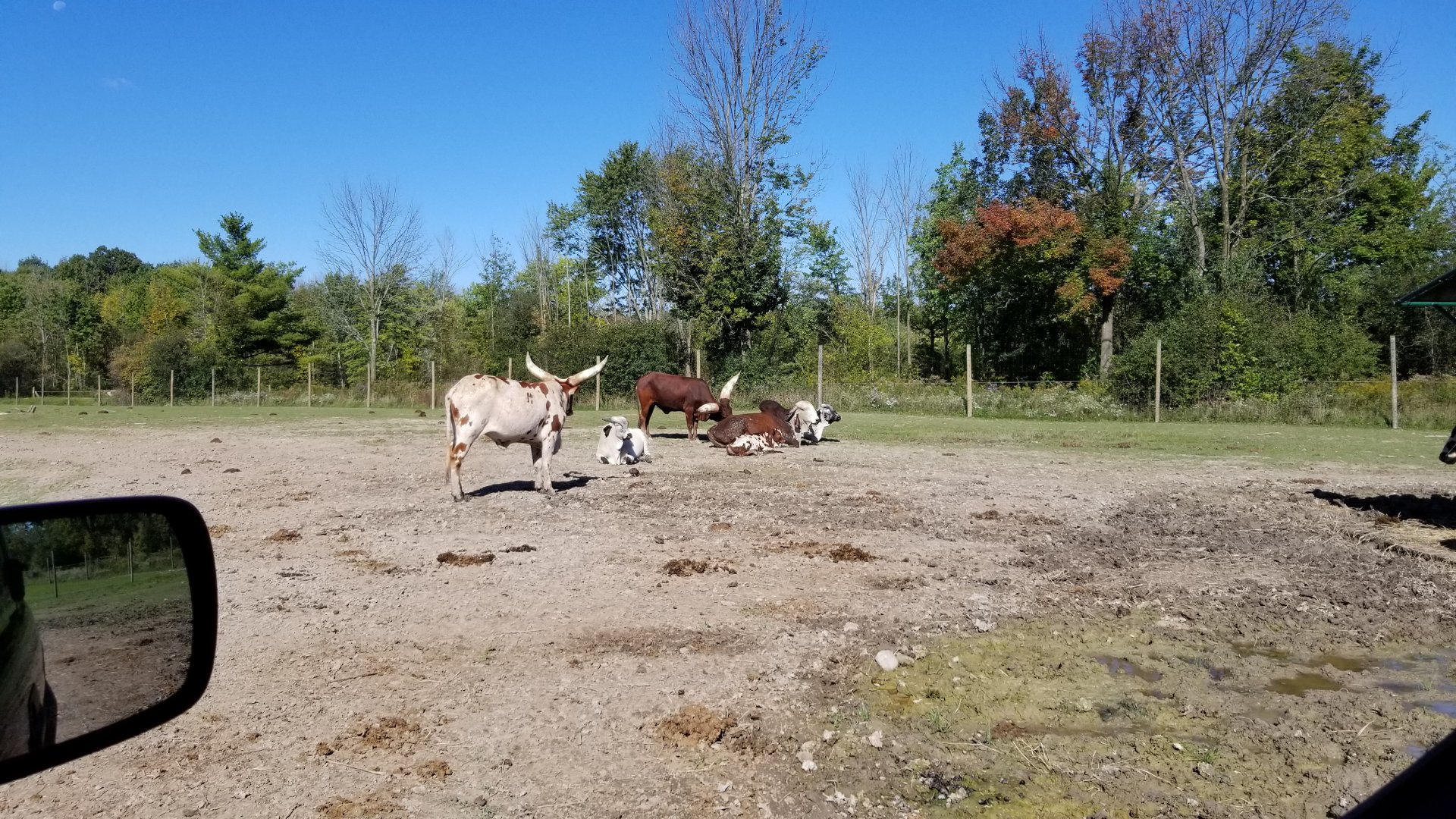 Wild Animal Park - Several breeds of cattle