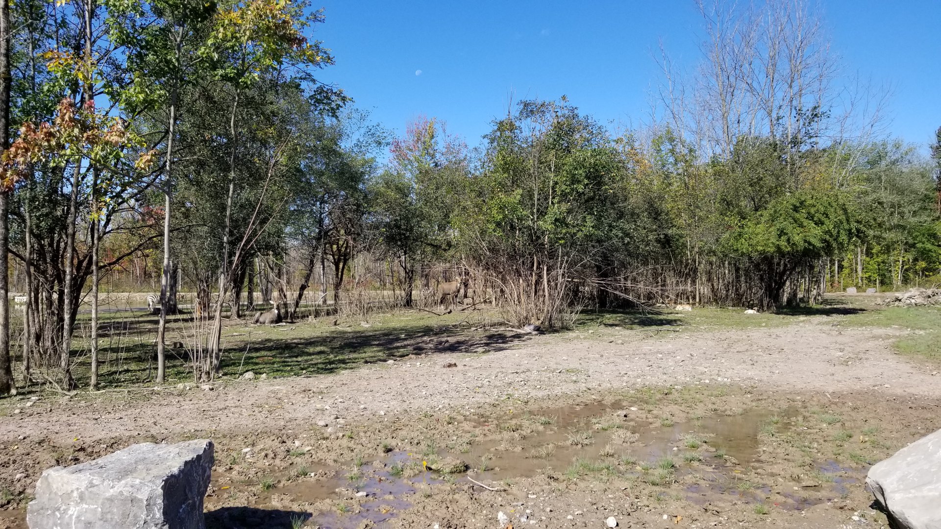 Wild Animal Park - Several nilgai, blackbuck