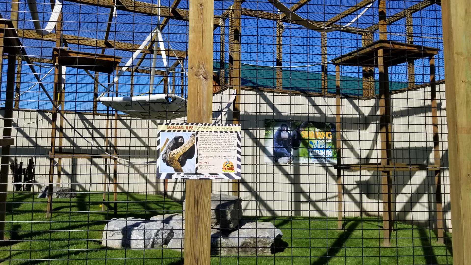 Wild Animal Park - Siamang