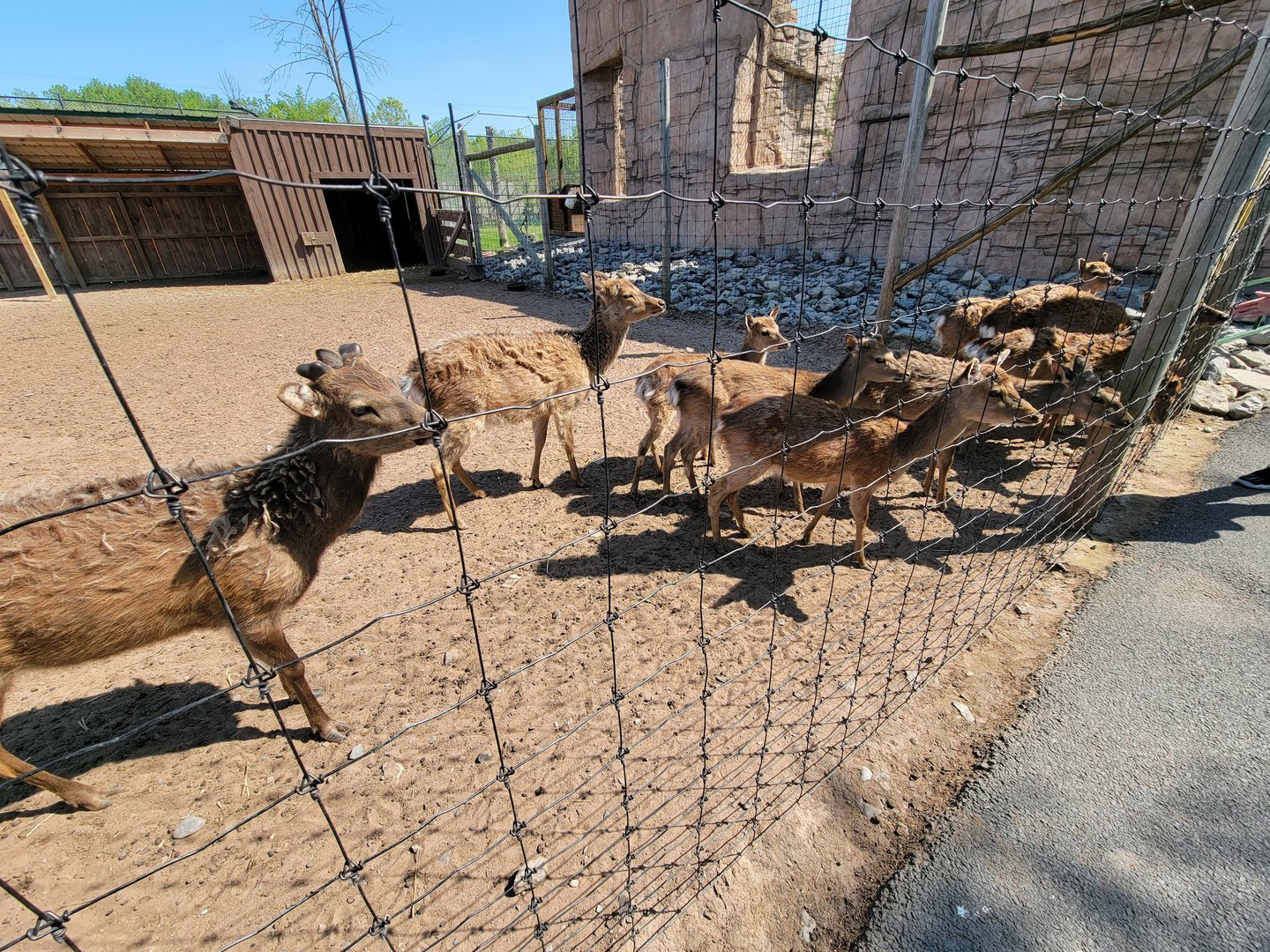 Wild Animal Park - Sika deer