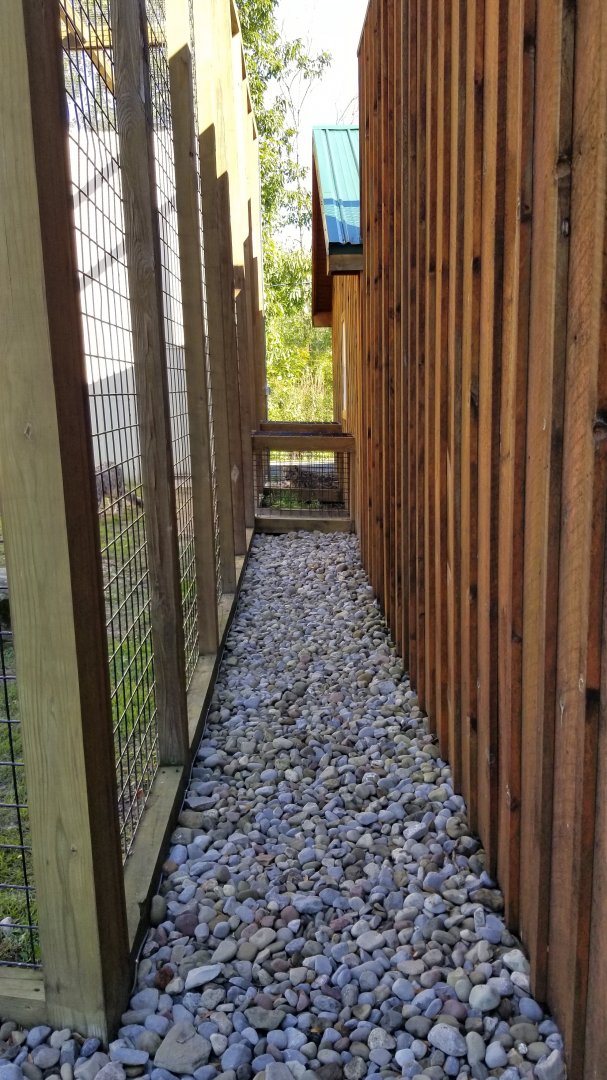 Wild Animal Park - Snow leopard
