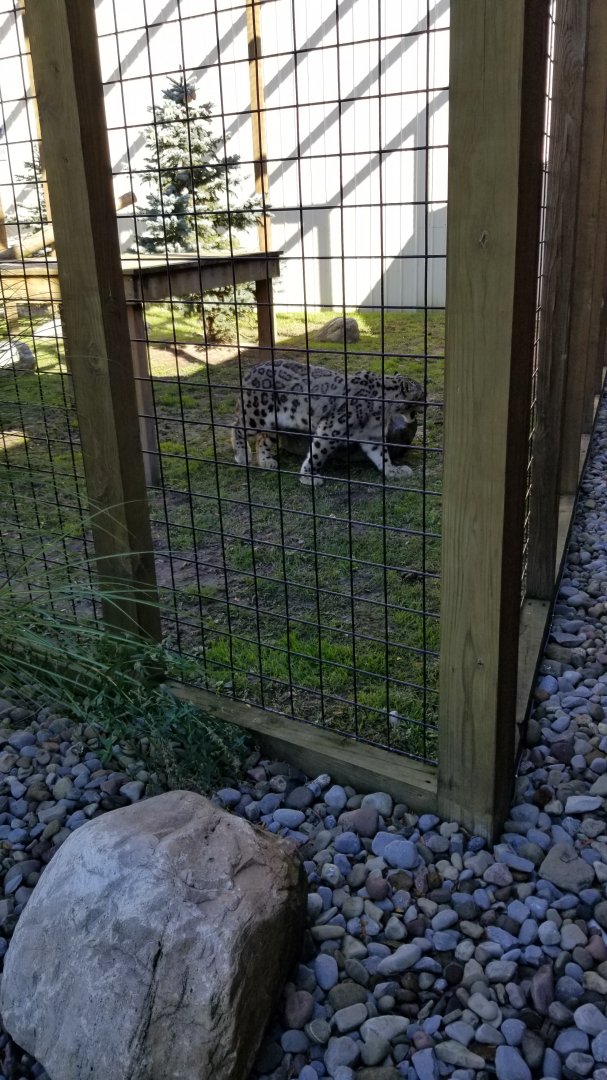 Wild Animal Park - Snow leopard