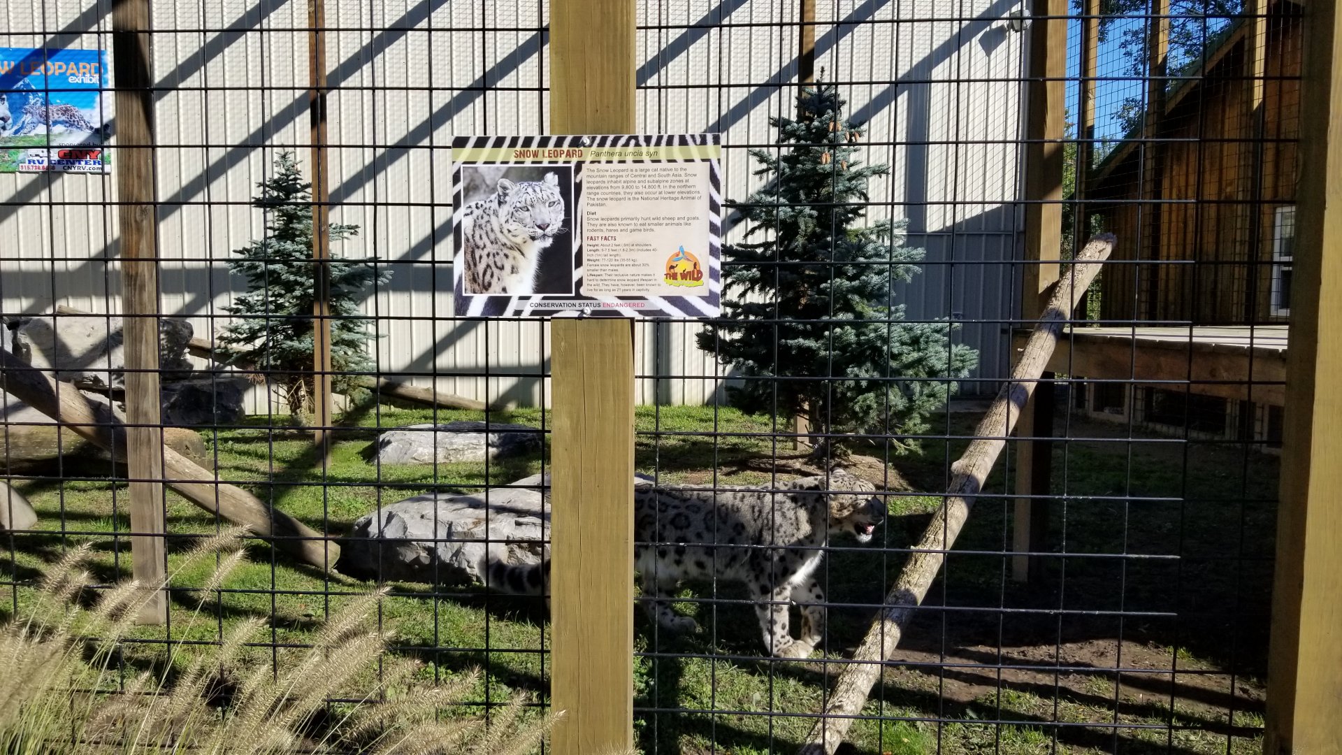 Wild Animal Park - Snow leopard