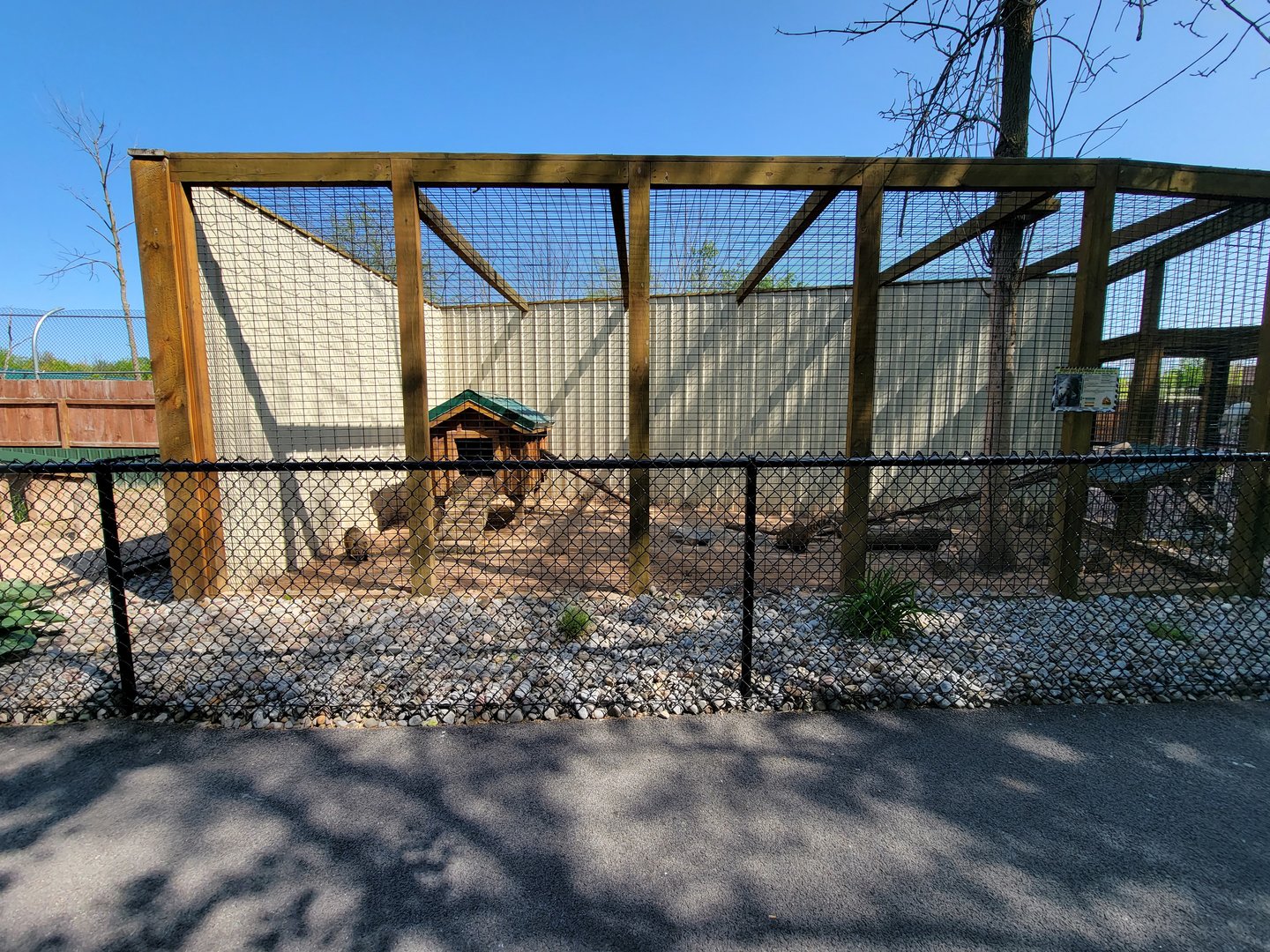 Wild Animal Park - South American coati, signed as "mountain coati"