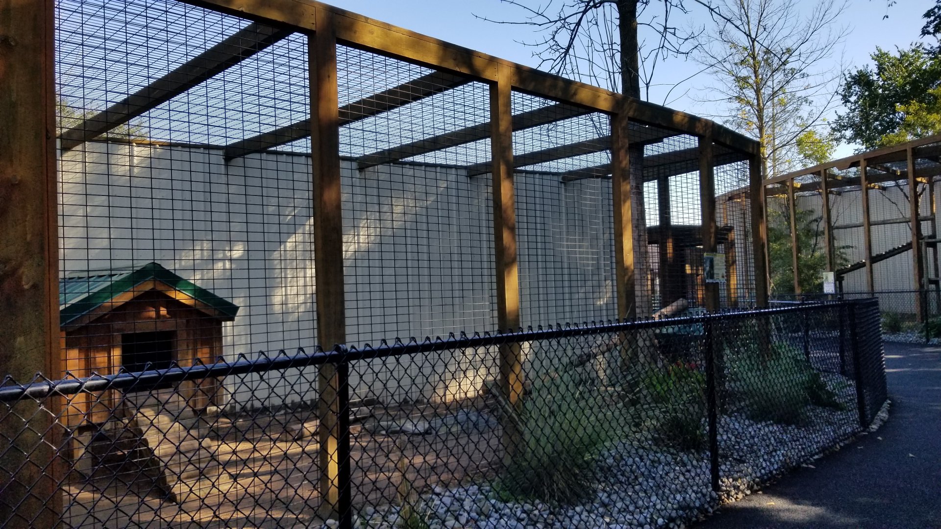 Wild Animal Park - South american coati