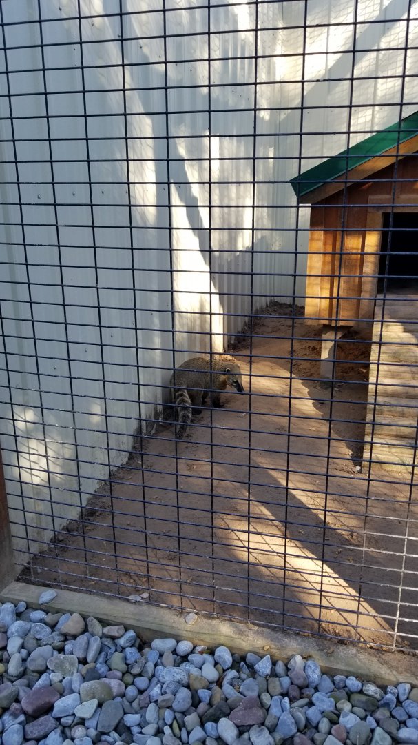 Wild Animal Park - South american coati