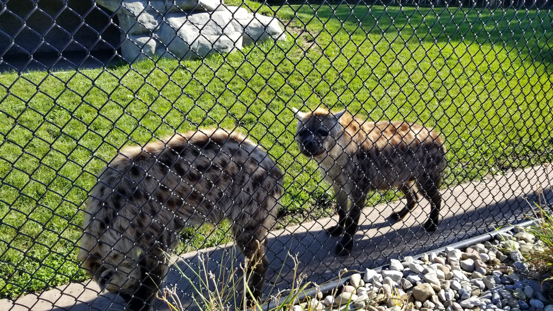 Wild Animal Park - Spotted hyena