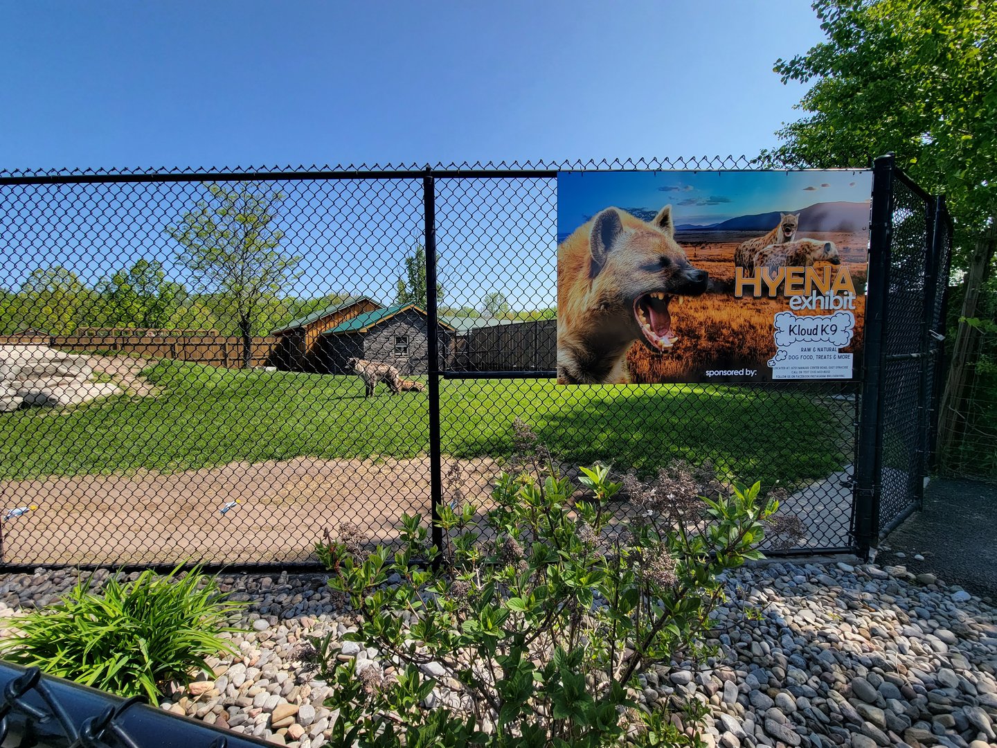 Wild Animal Park - Spotted hyenas