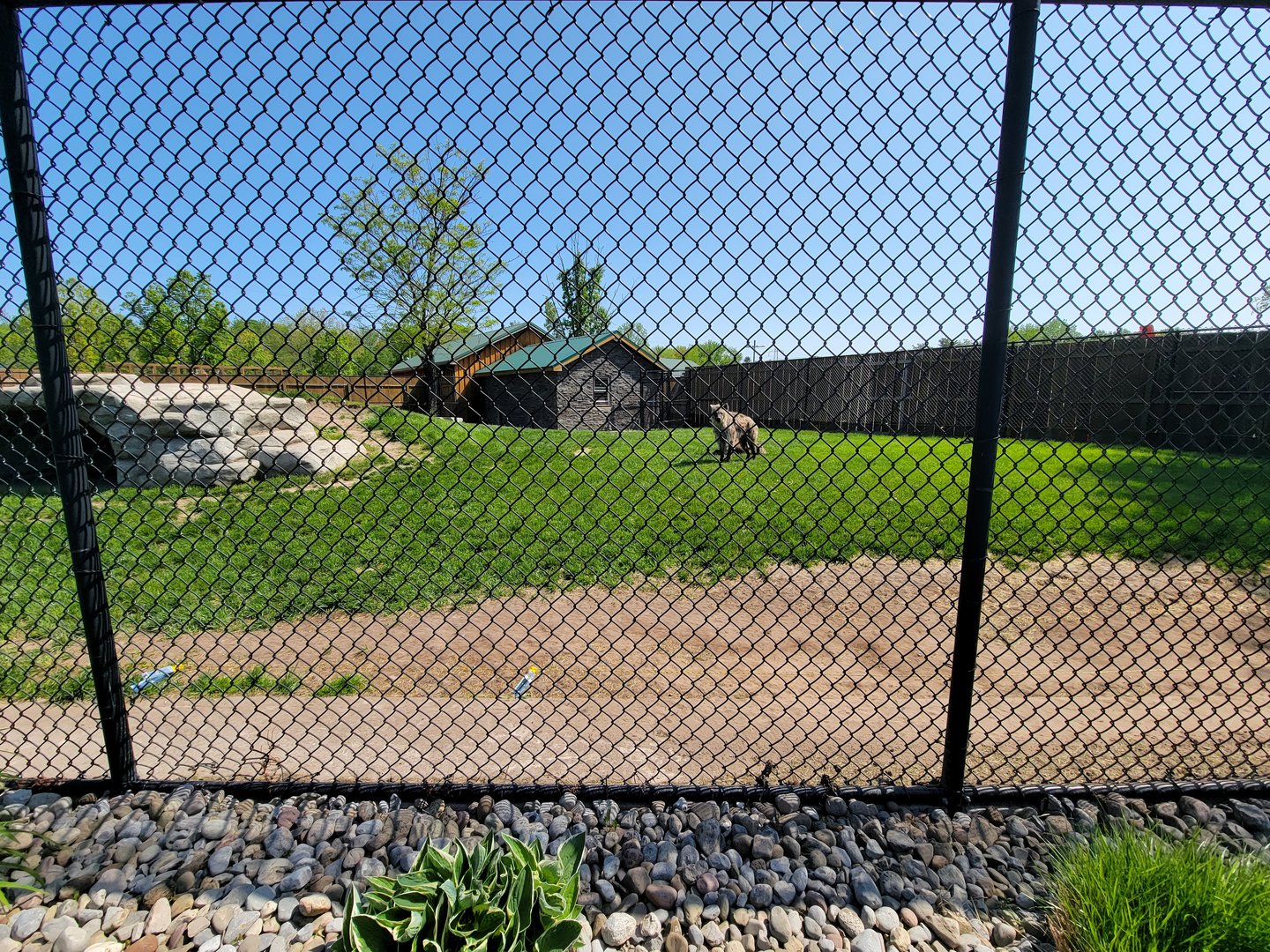 Wild Animal Park - Spotted hyenas