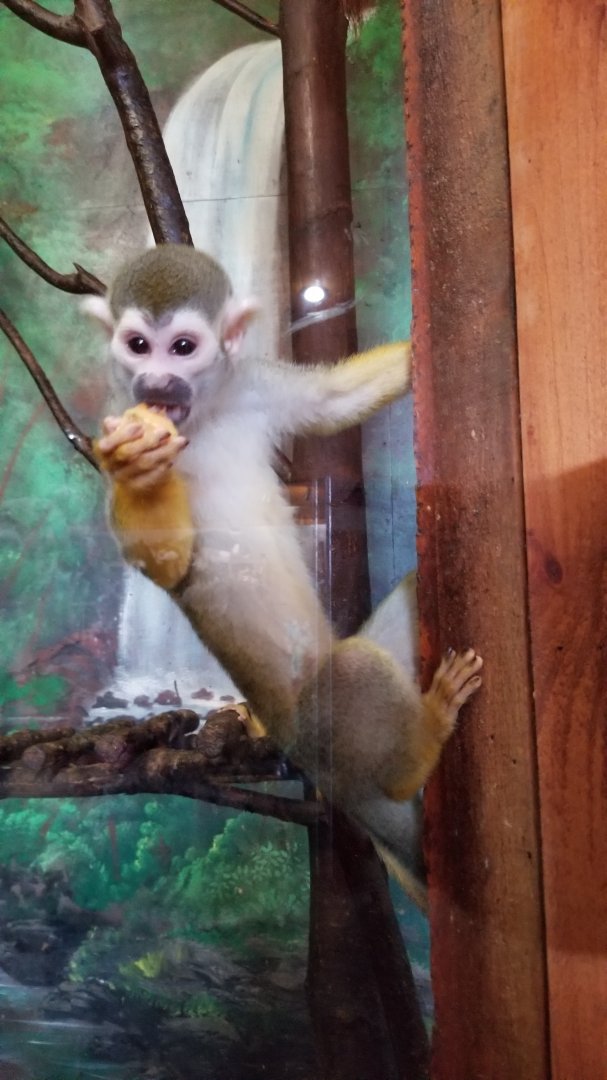 Wild Animal Park - Squirrel monkey