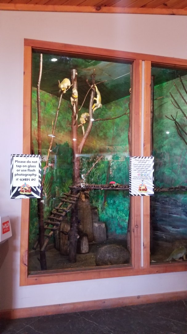 Wild Animal Park - Squirrel monkeys