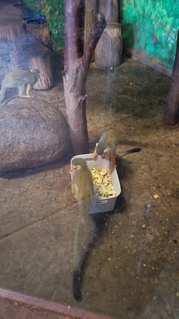 Wild Animal Park - Squirrel monkeys