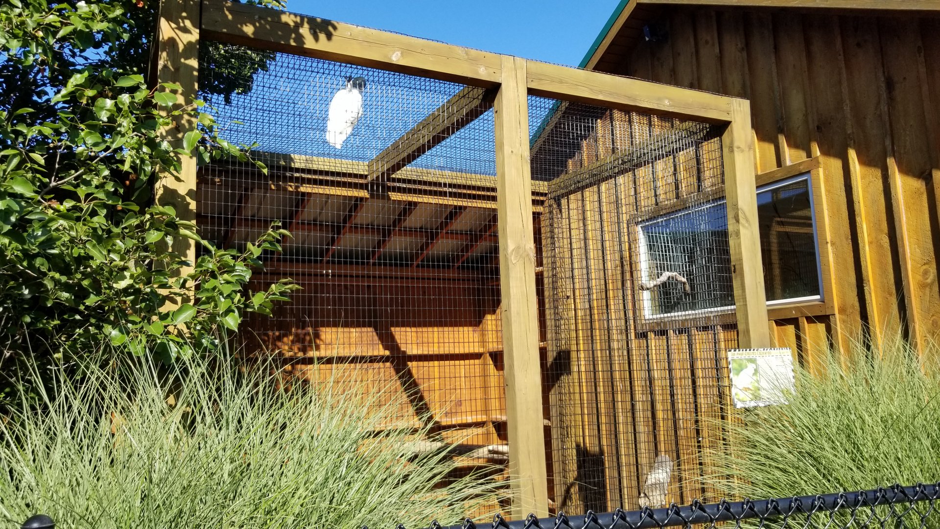 Wild Animal Park - Sulphur-crested cockatoos