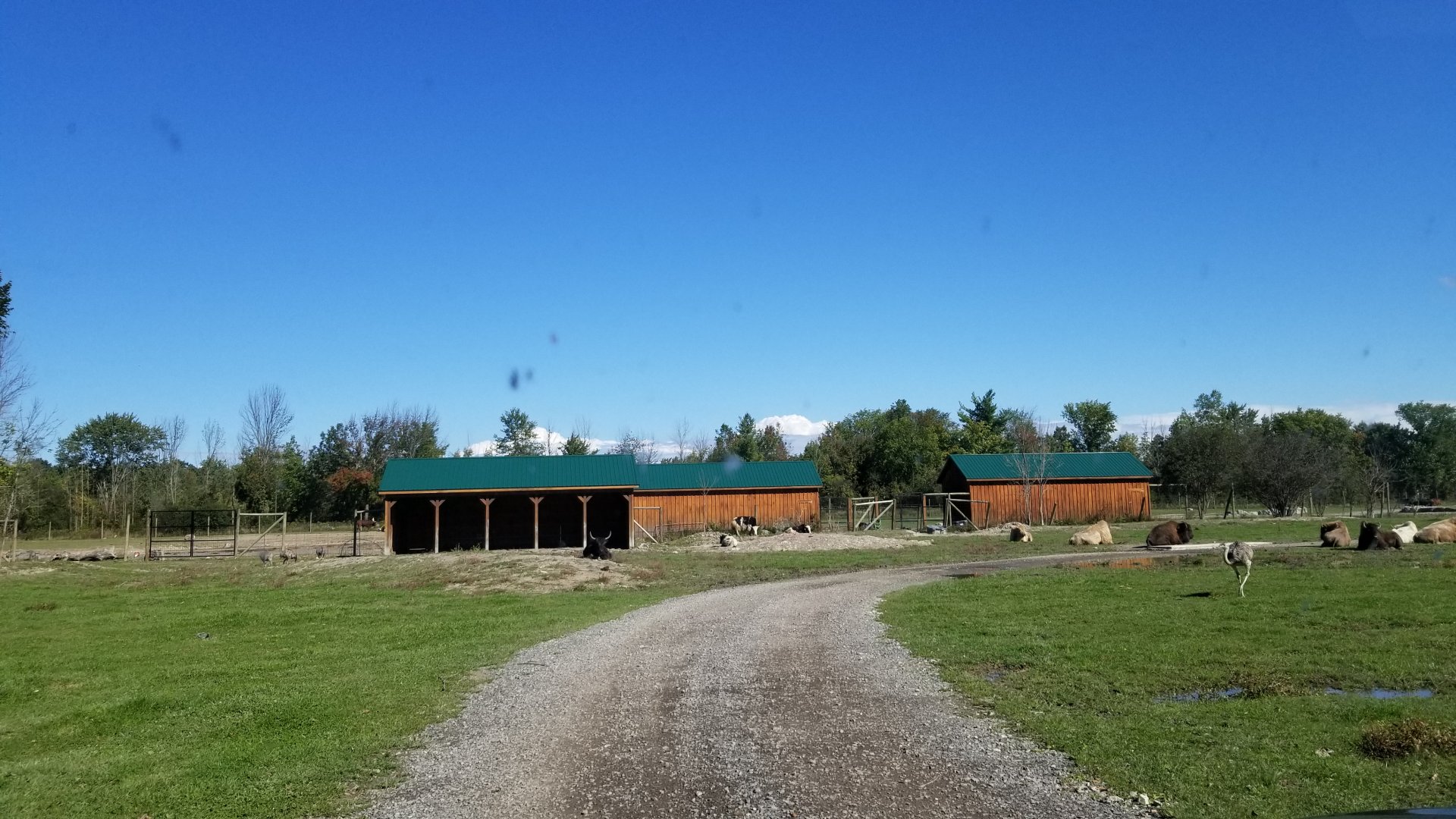 Wild Animal Park - Third section, bison, yak, and elk