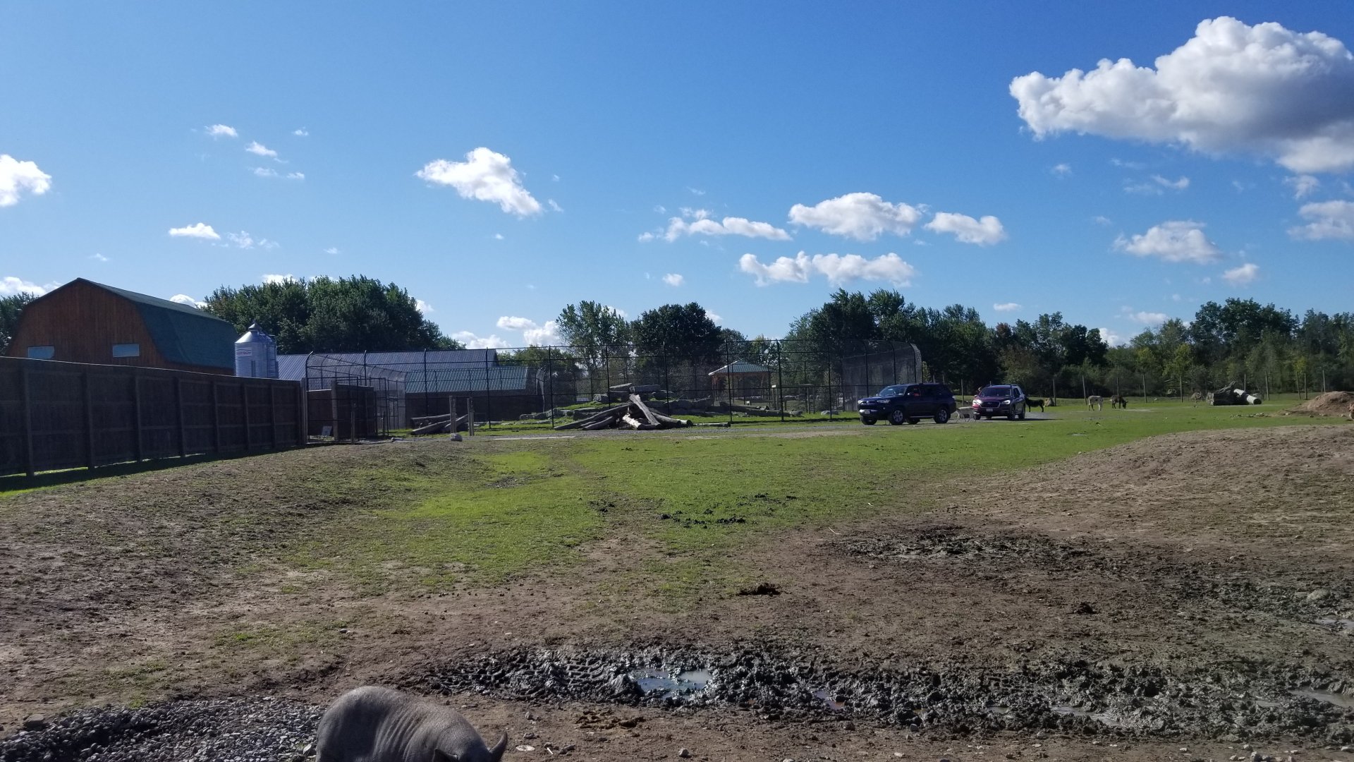 Wild Animal Park - Tiger exhibit in drive through