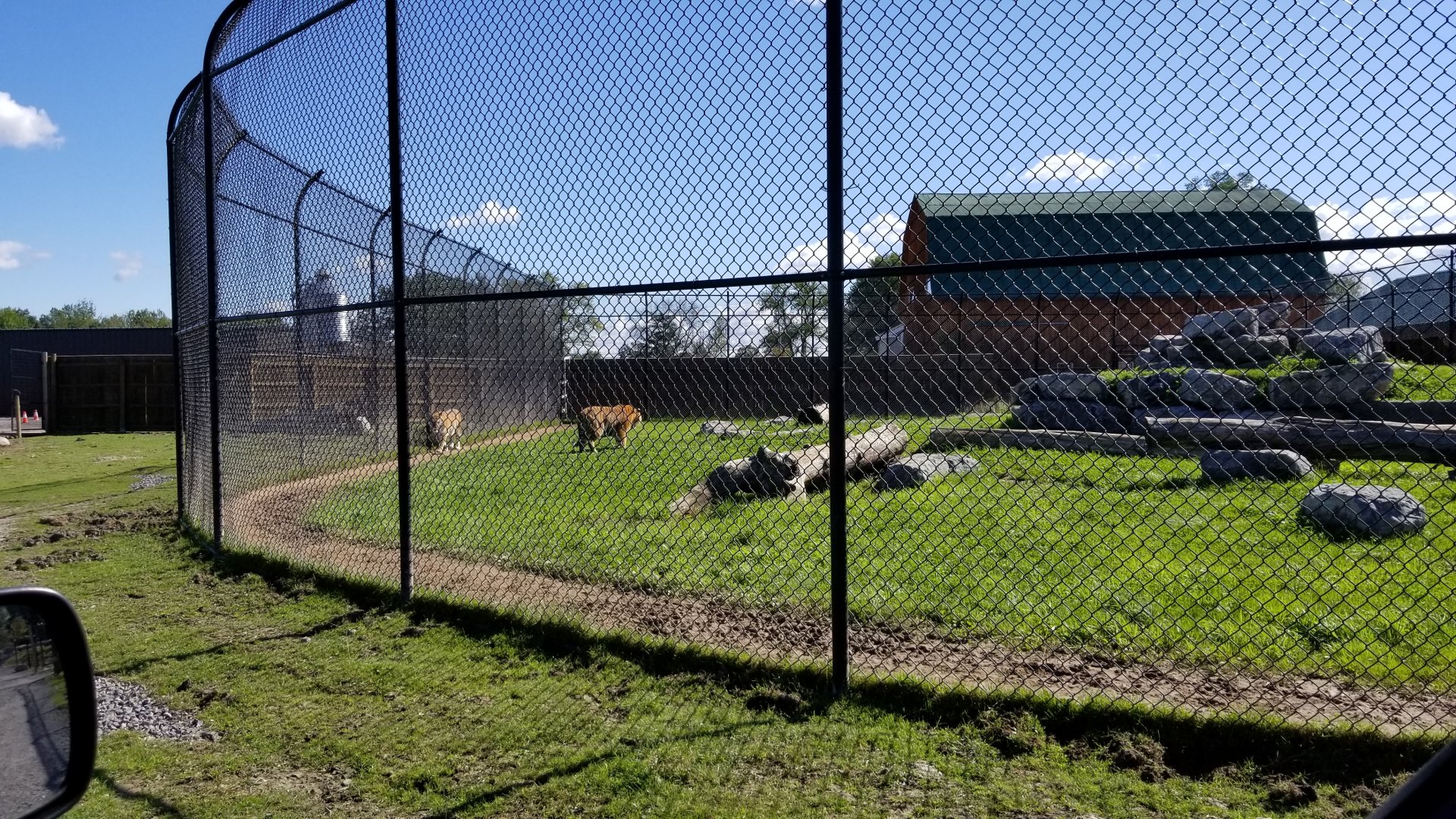 Wild Animal Park - Tiger exhibit in drive through