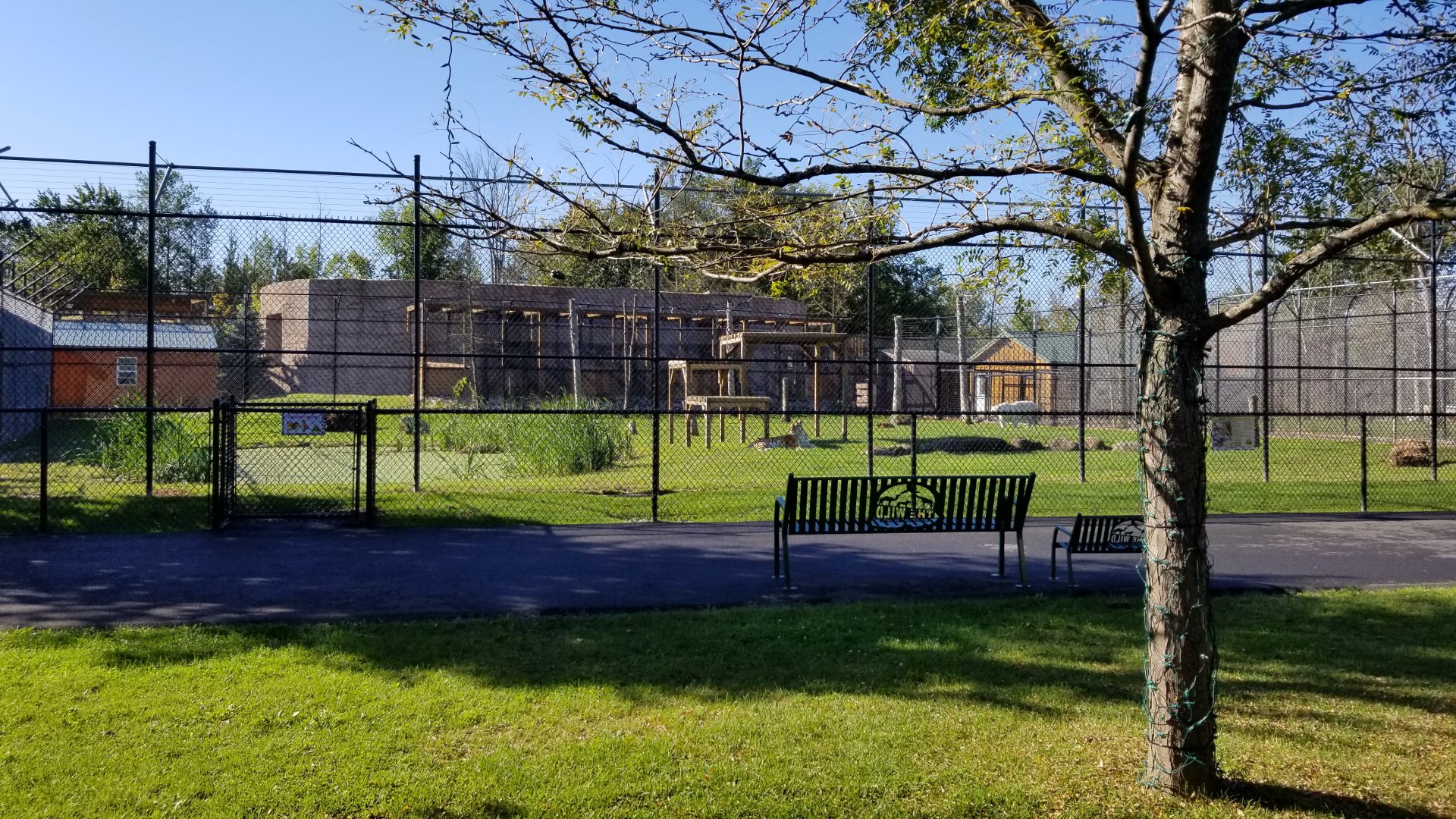 Wild Animal Park - Tigers