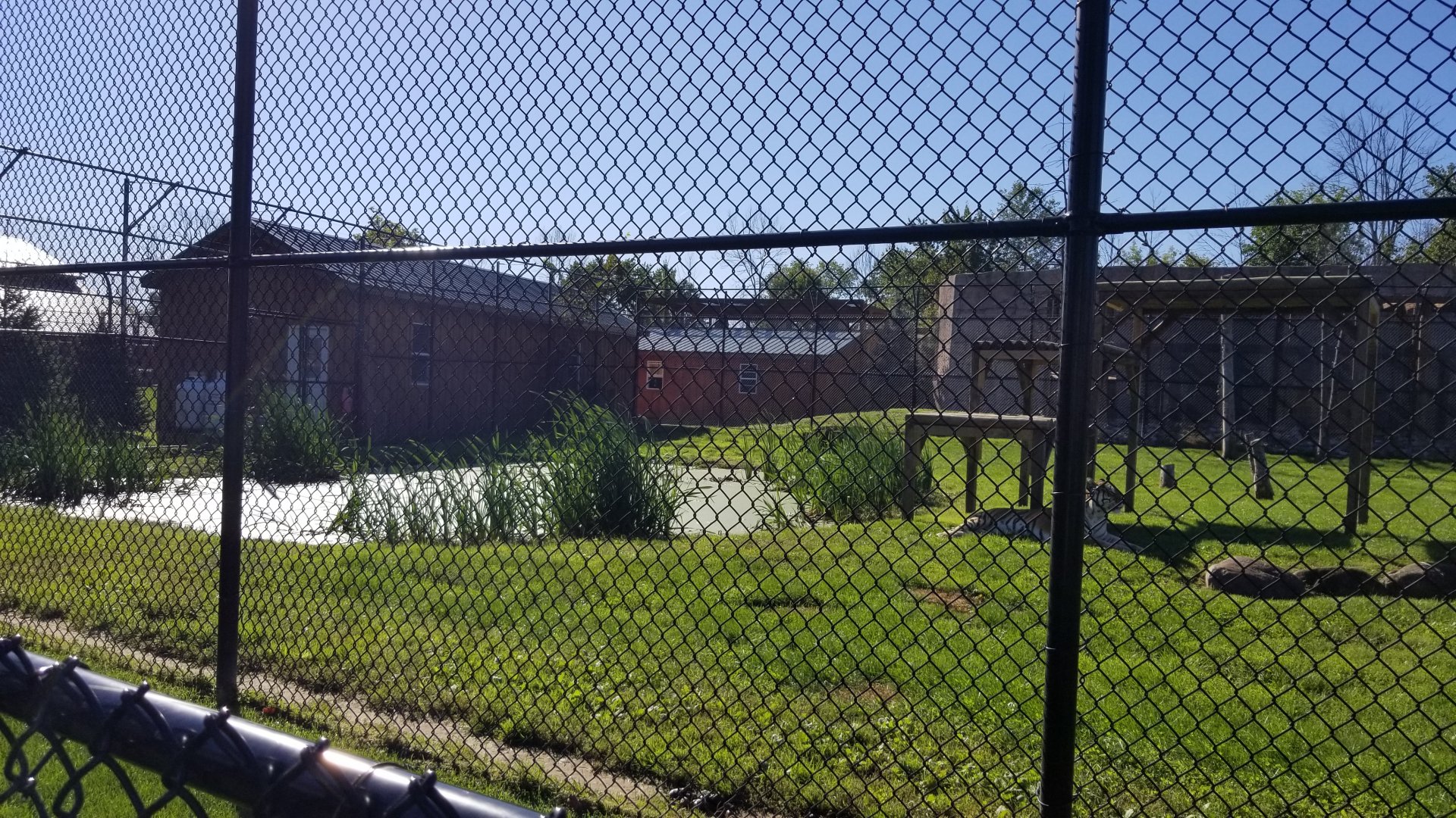 Wild Animal Park - Tigers