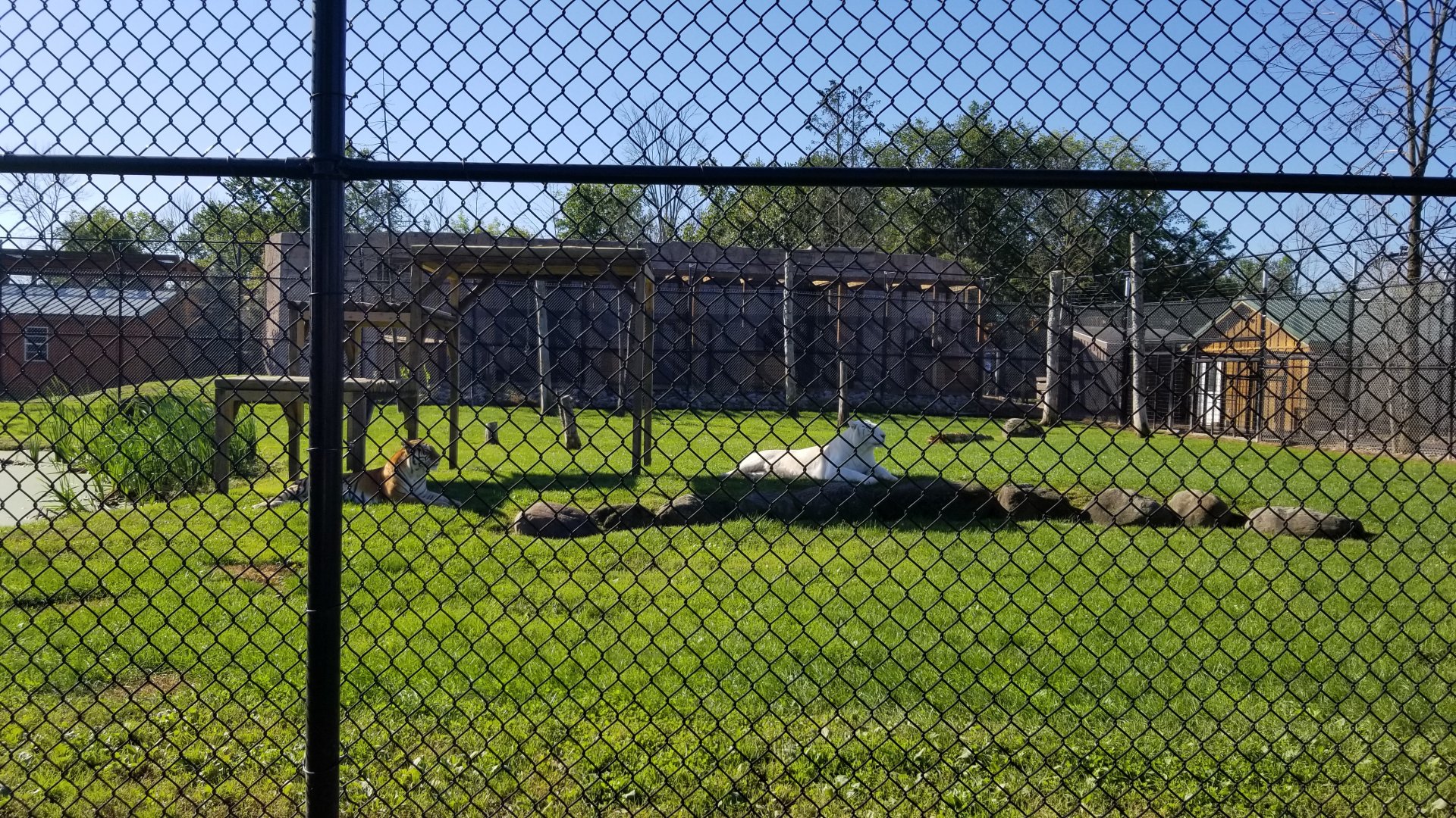 Wild Animal Park - Tigers