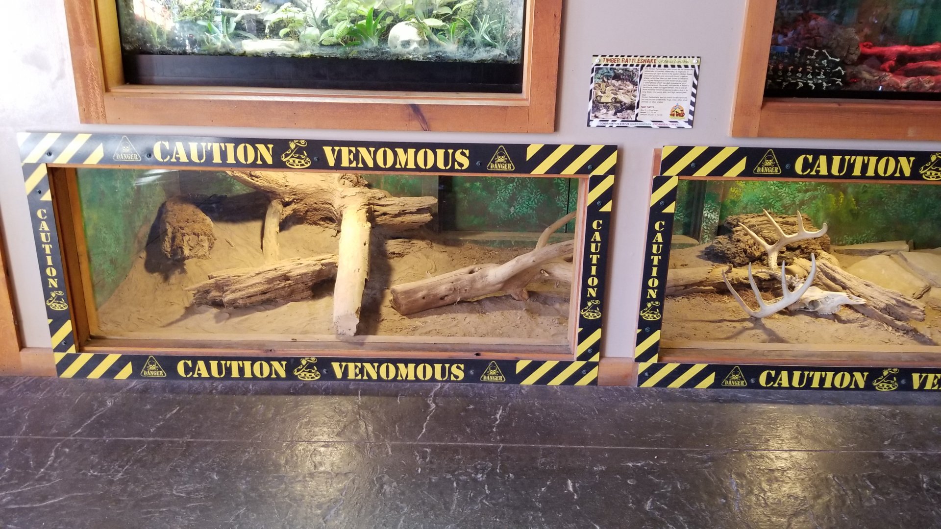 Wild Animal Park - Timber rattlesnake