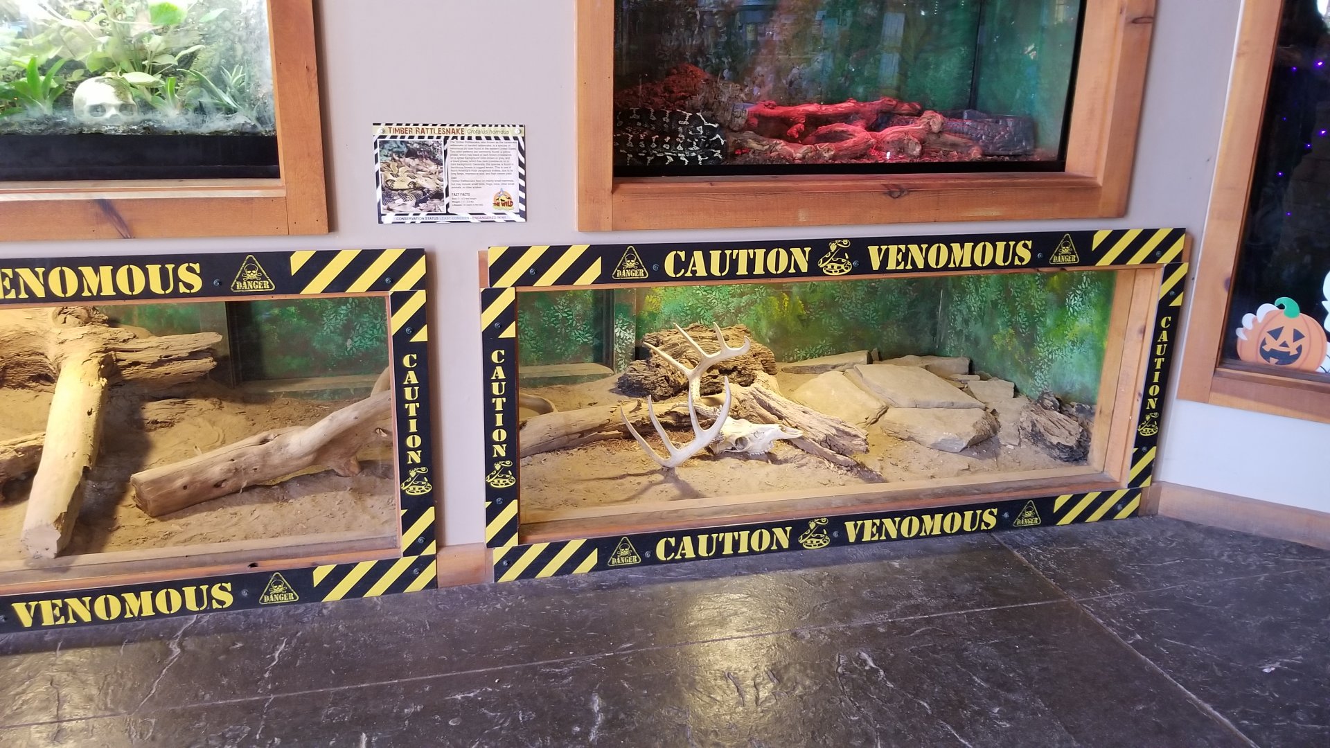 Wild Animal Park - Timber rattlesnake