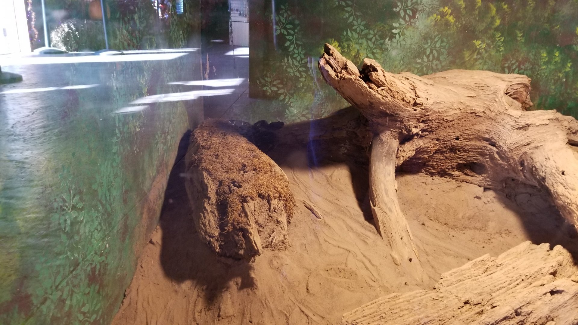 Wild Animal Park - Timber rattlesnake