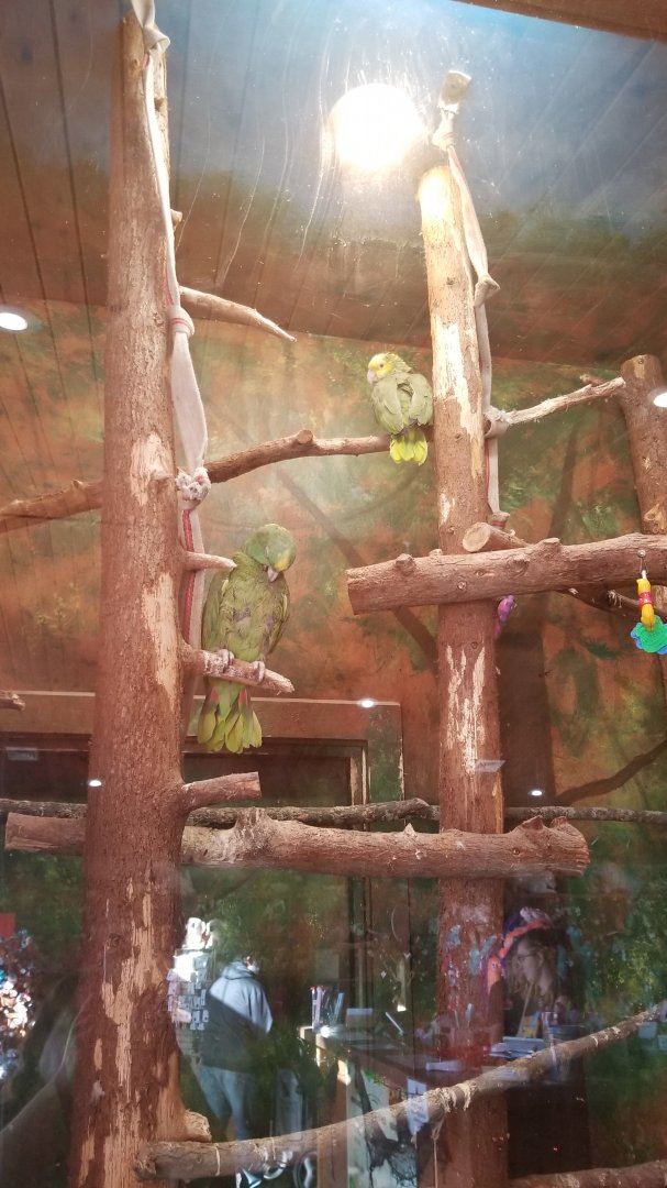 Wild Animal Park - Unsigned birds